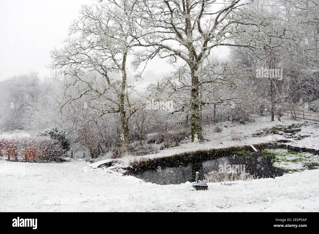 Blick auf Schnee fällt auf Gartenteich im Winter verschneit Gartenlandschaft Bäume Dezember 2020 Carmarthenshire Wales Großbritannien KATHY DEWITT Stockfoto