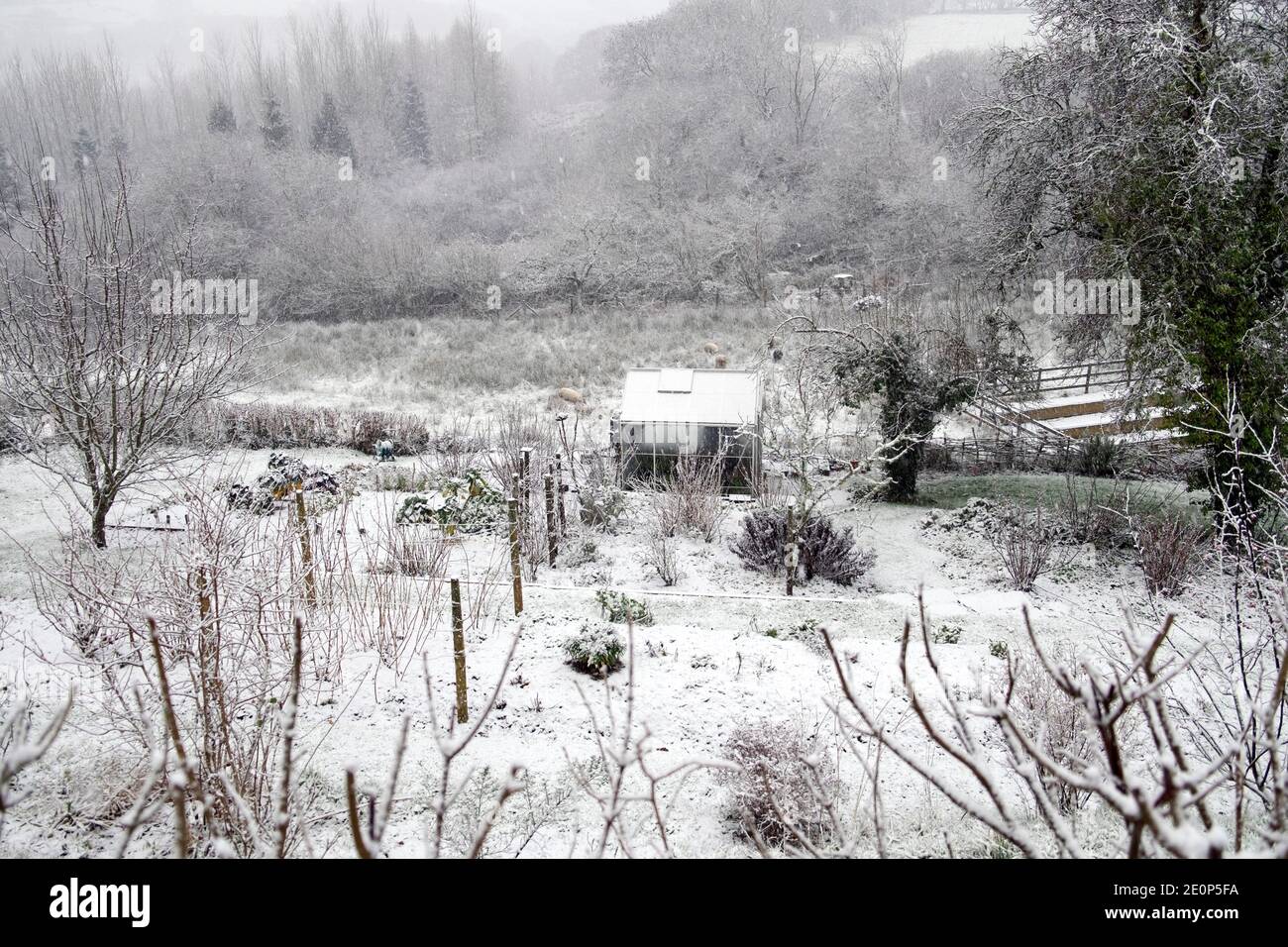 Gewächshaus im verschneiten Winter Schnee Landschaft Garten schöne ländliche Land Landschaft Dezember 2020 Carmarthenshire Wales Großbritannien KATHY DEWITT Stockfoto