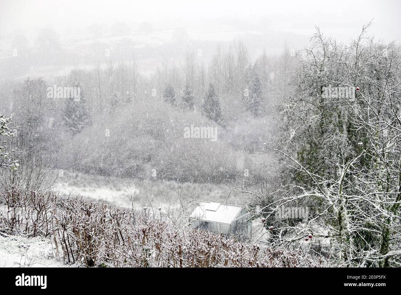 Gewächshaus im verschneiten Winter Schnee Landschaft Garten schöne ländliche Land Landschaft Dezember 2020 Carmarthenshire Wales Großbritannien KATHY DEWITT Stockfoto