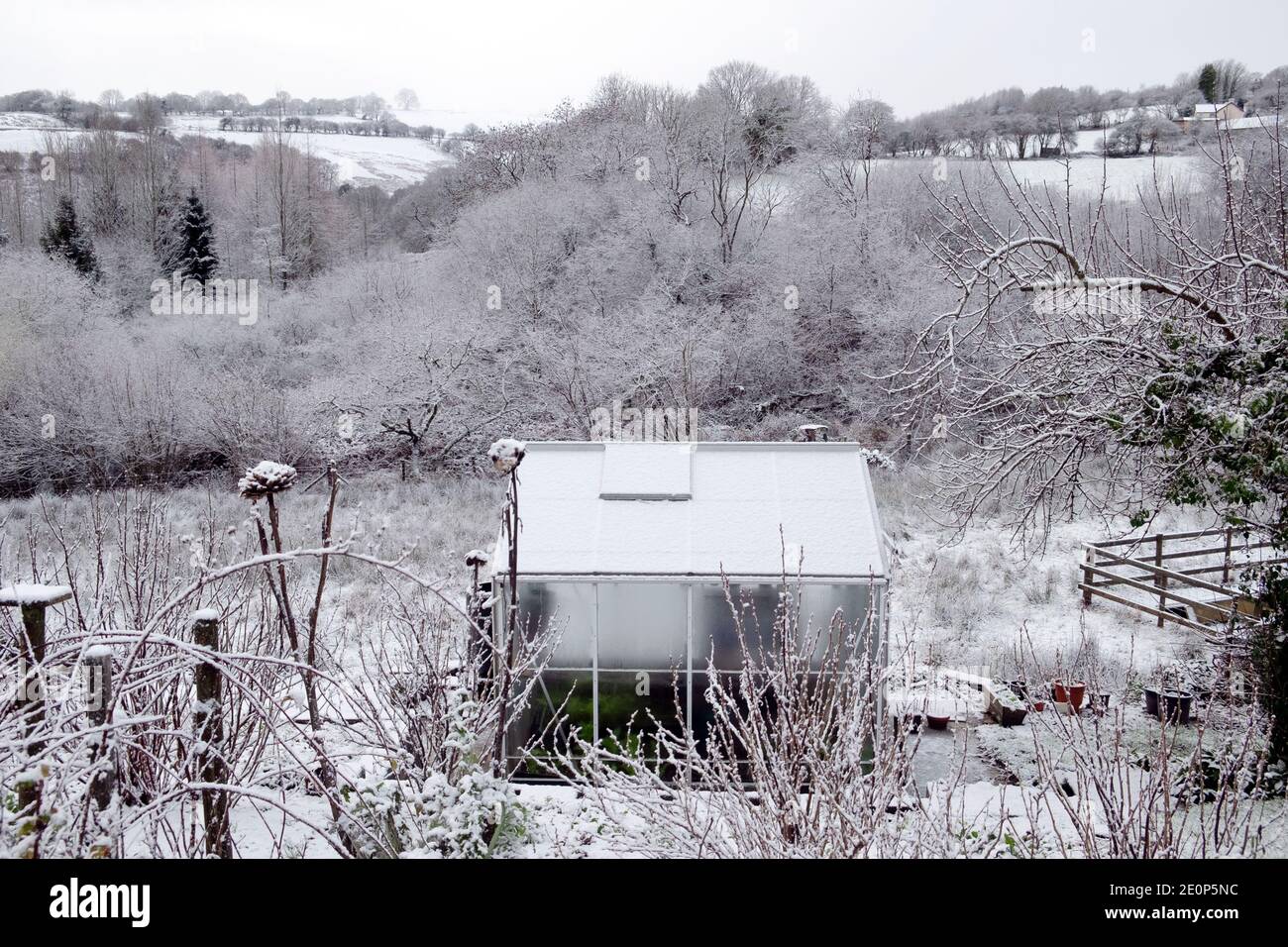 Frost auf Gewächshausglas im verschneiten Winter Schnee Landschaft Garten Landschaft im Land Dezember 2020 Carmarthenshire Wales Großbritannien KATHY DEWITT Stockfoto