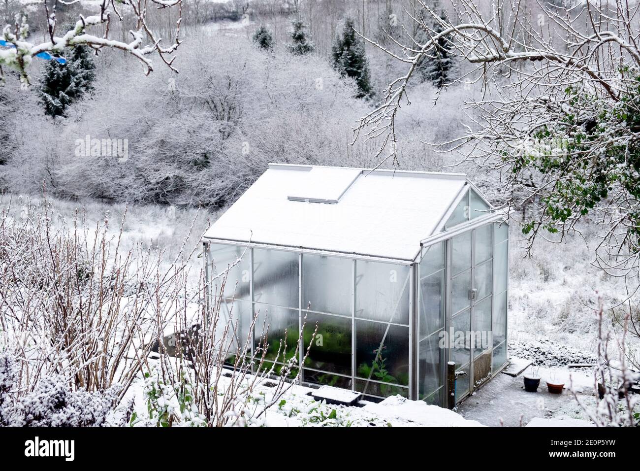 Gewächshaus im verschneiten Winter Schnee Landschaft Garten schöne ländliche Land Landschaft Dezember 2020 Carmarthenshire Wales Großbritannien KATHY DEWITT Stockfoto
