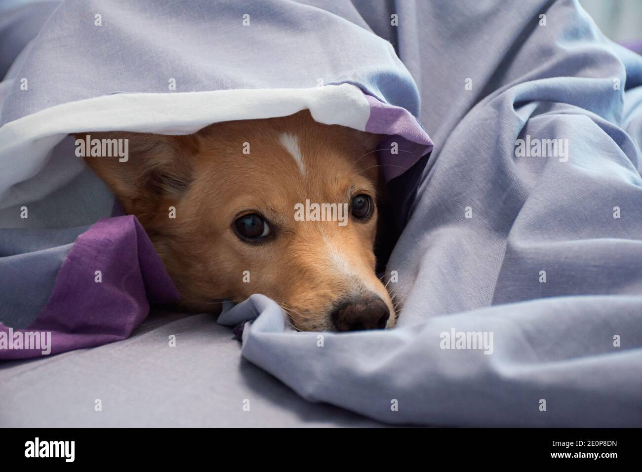 Redr Hund liegt auf dem Bett in einer Decke gehüllt Stockfoto