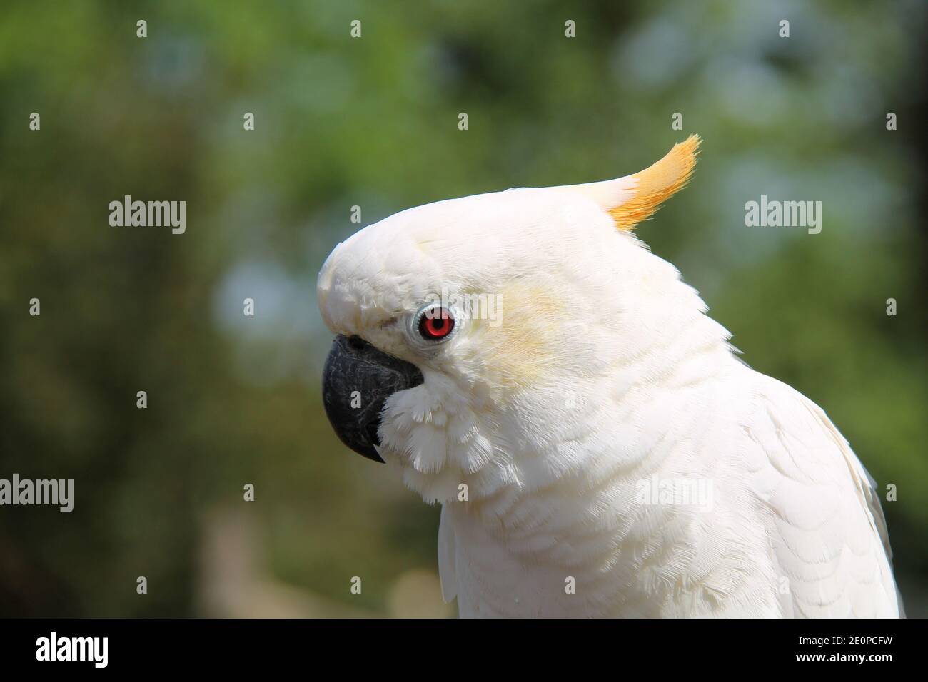 Der Kopf eines Schwefel Crested Cockatoo Papageienvogels. Stockfoto