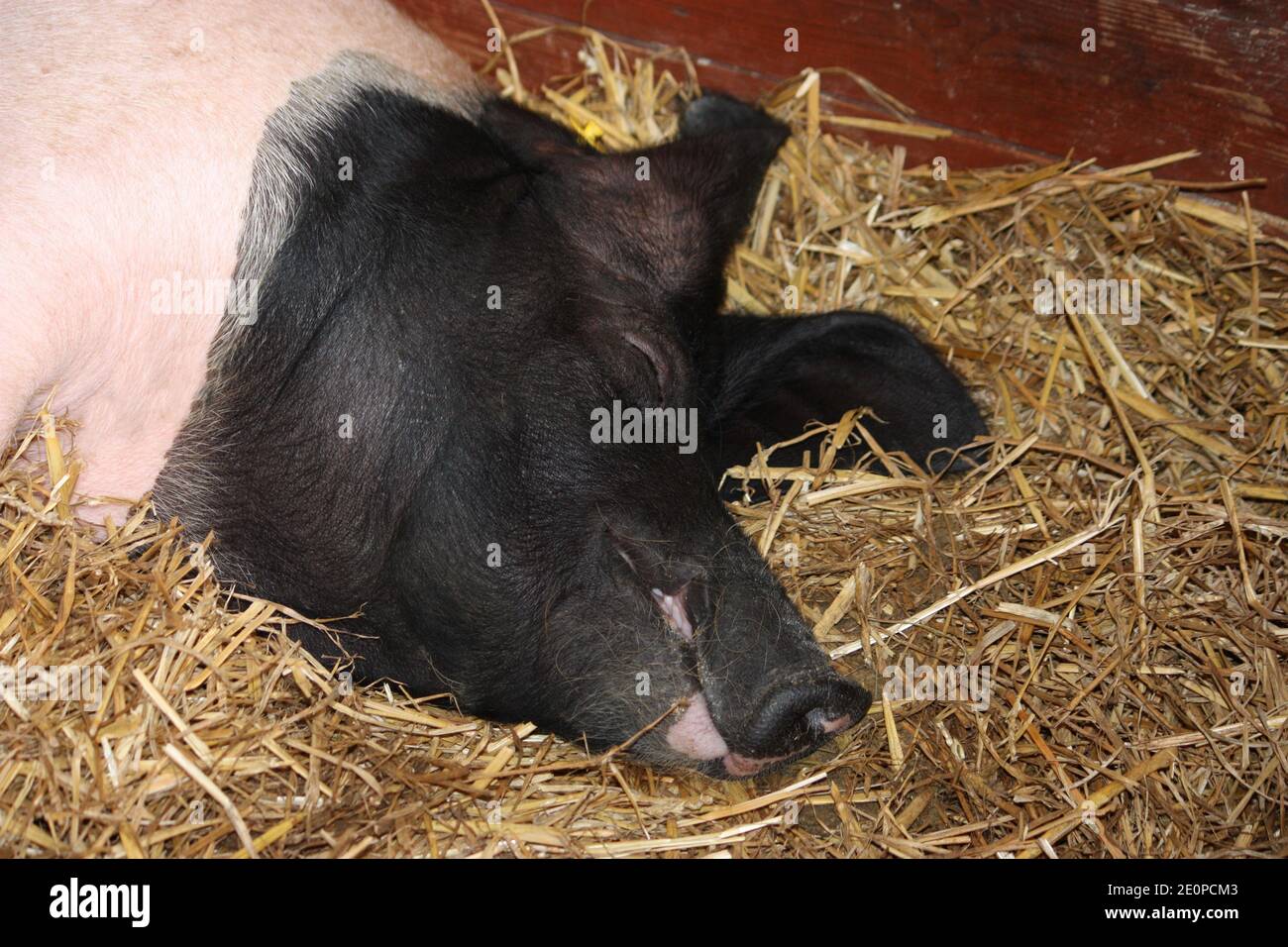 Ein Schwein schläft auf einem Strohbett in einem hölzernen Stift. Stockfoto