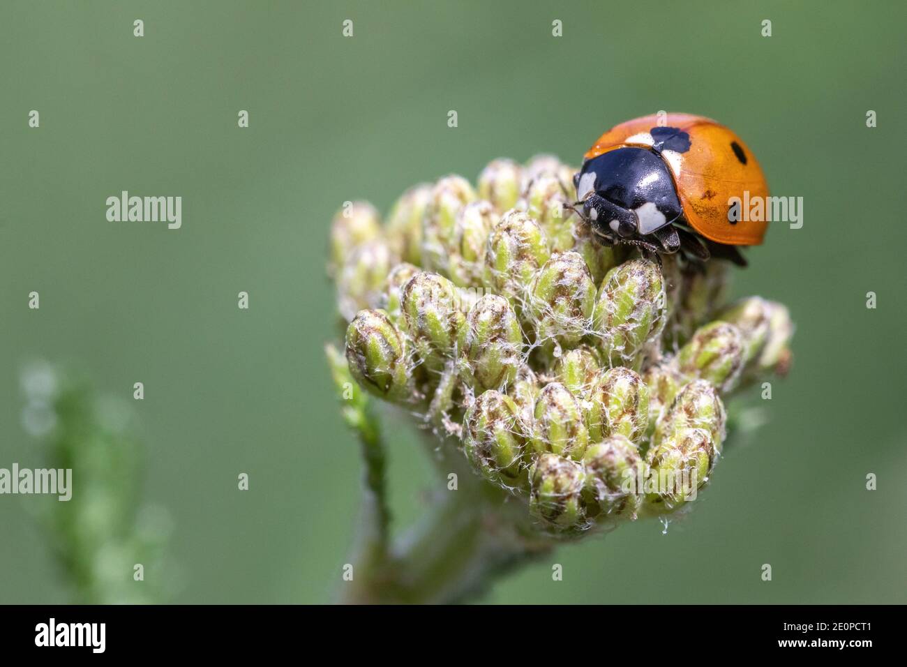Nahaufnahme eines Coccinella 7-punctata (Seven-spot Ladybird) auf Achillea Stockfoto
