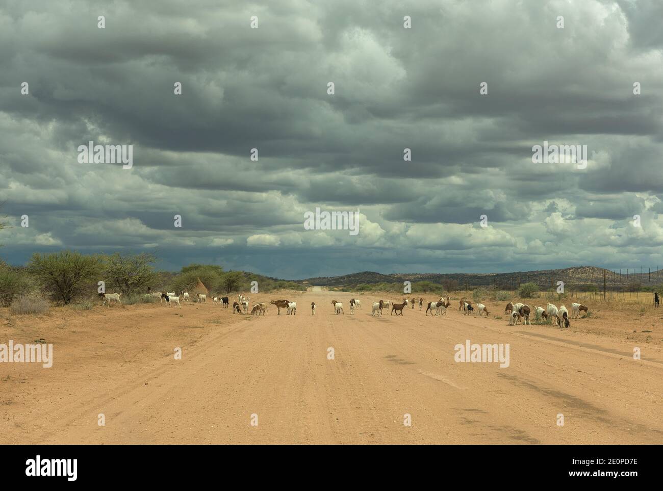 Eine Ziegenherde überquert den Feldweg, Namibia Stockfoto