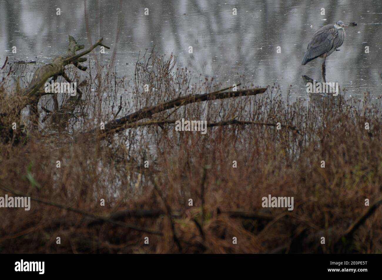 Xanten, Deutschland. Januar 2021. Ein Reiher steht in einem Teich in der Auenlandschaft der Bislichen Insel am Niederrhein. Quelle: Henning Kaiser/dpa/Alamy Live News Stockfoto