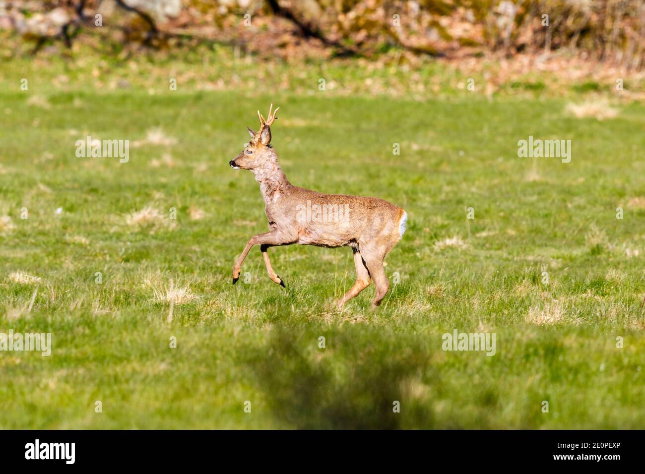 Springender Roebuck auf einer Graswiese Stockfoto