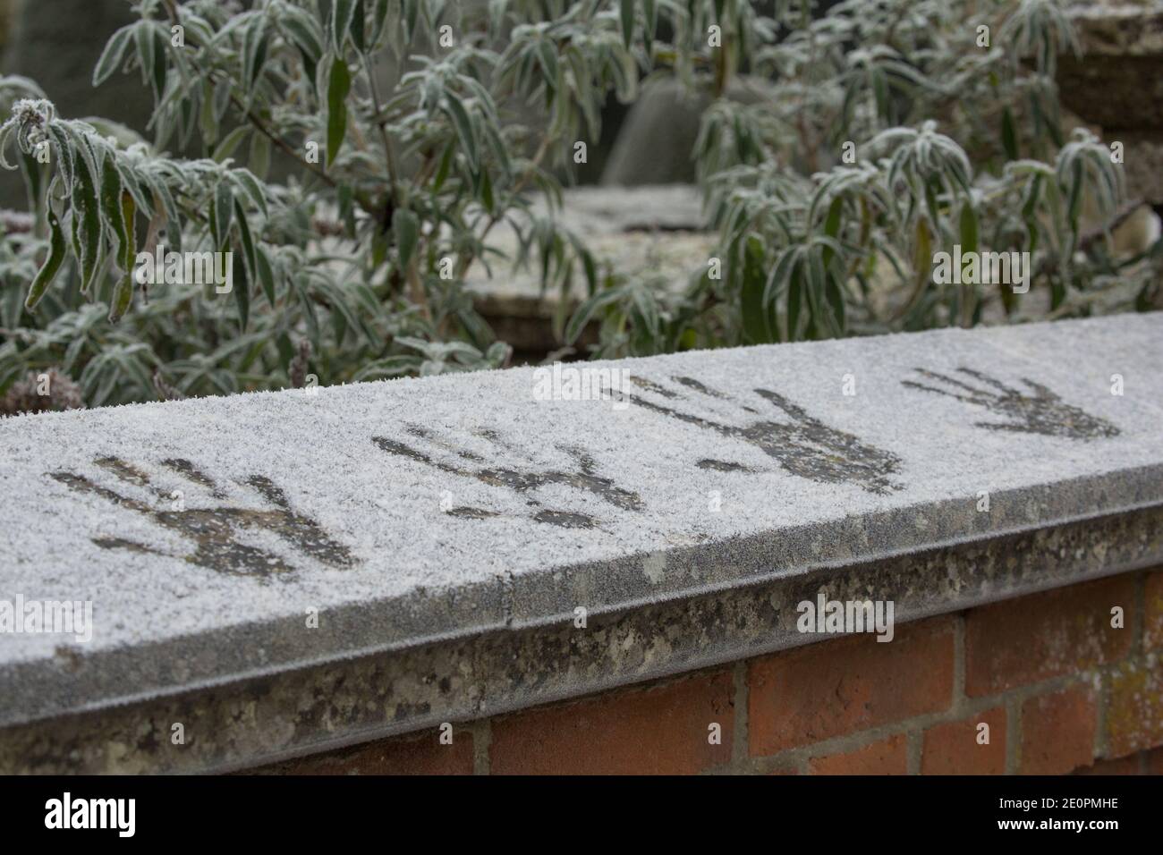 Handdrucke, die nach einer Nacht eisiger Temperaturen am Neujahrstag 2021 im Frost an der Wand hinterlassen wurden. Gillingham Dorset England GB Stockfoto