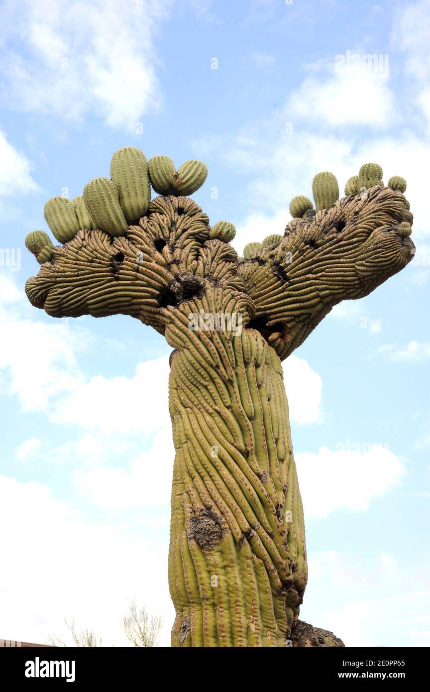 Saguaro (Carnegiea gigantea) ist eine Arboreszenz Kaktusart, die in Arizona und Kalifornien (USA) und Sonora (Mexiko) beheimatet ist. Stockfoto