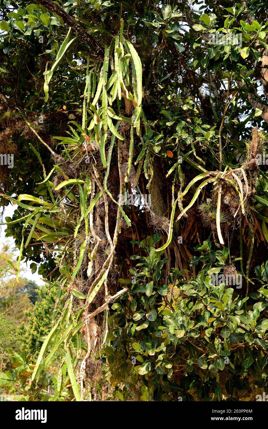Hylocereus ist eine Gattung epiphytischer Kakteen aus Mittel- und Südamerika. Dieses Foto wurde in Paraty, Brasilien aufgenommen. Stockfoto