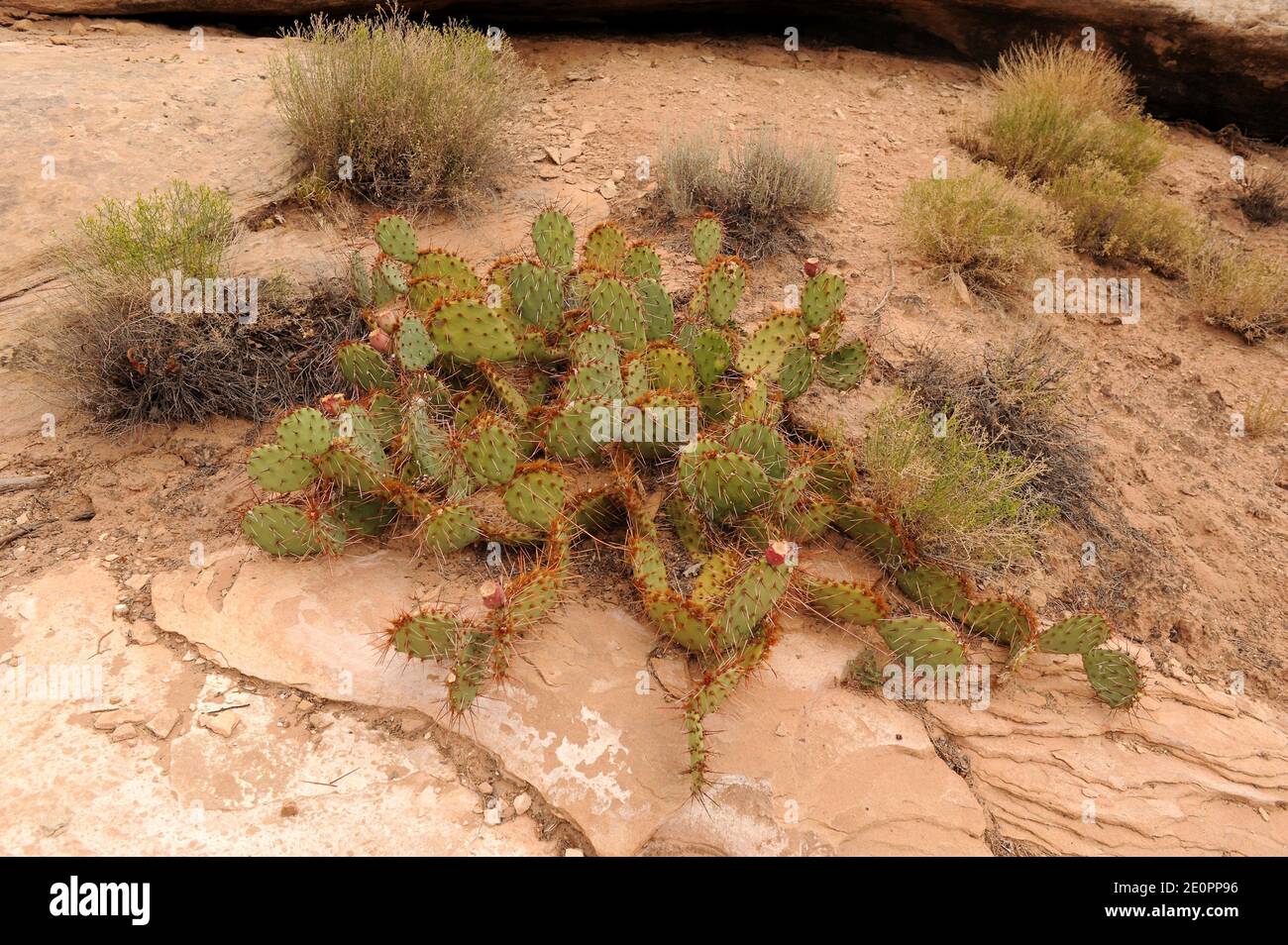 Wüstenstachelbirne oder Tulpenstachelbirne (Opuntia phaeacantha) ist ein Kaktus, der im Südwesten der USA und im Nordwesten Mexikos beheimatet ist. Dieses Foto wurde aufgenommen in Stockfoto