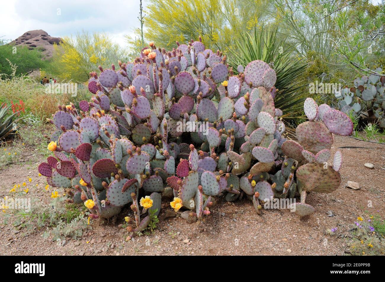 Violette Kaktus (Opuntia gosseliniana oder Opuntia violacea) ist ein Kaktus aus Arizona (USA), Baja California, Chihuahua und Sonora (Mexiko). Stockfoto