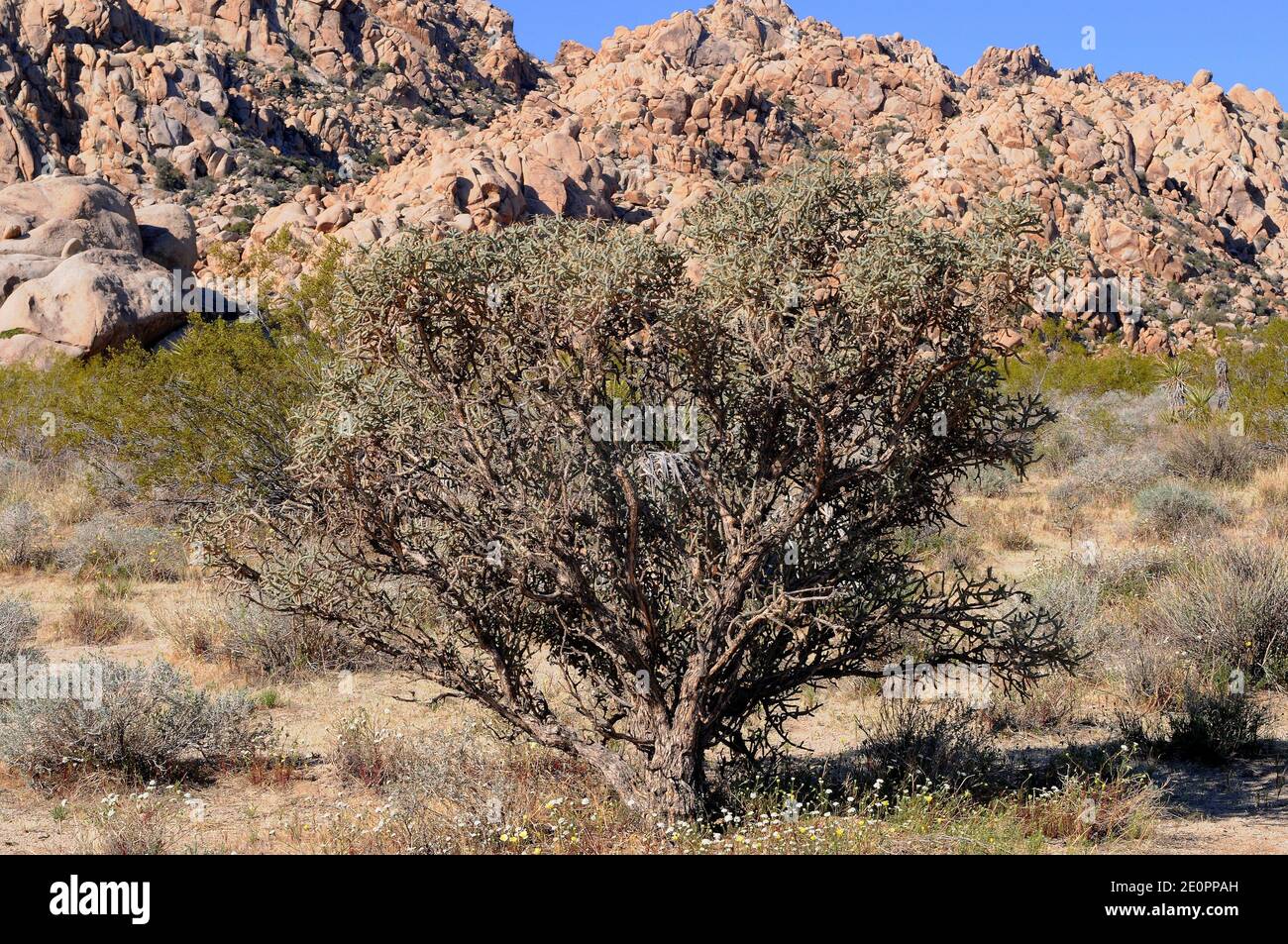 Diamantcholla (Cylindropuntia ramosissima oder Opuntia ramosissima) ist ein in der Mojave-Wüste (USA) und im Nordwesten Mexikos heimischer Cholla-Kaktus. Dies Stockfoto
