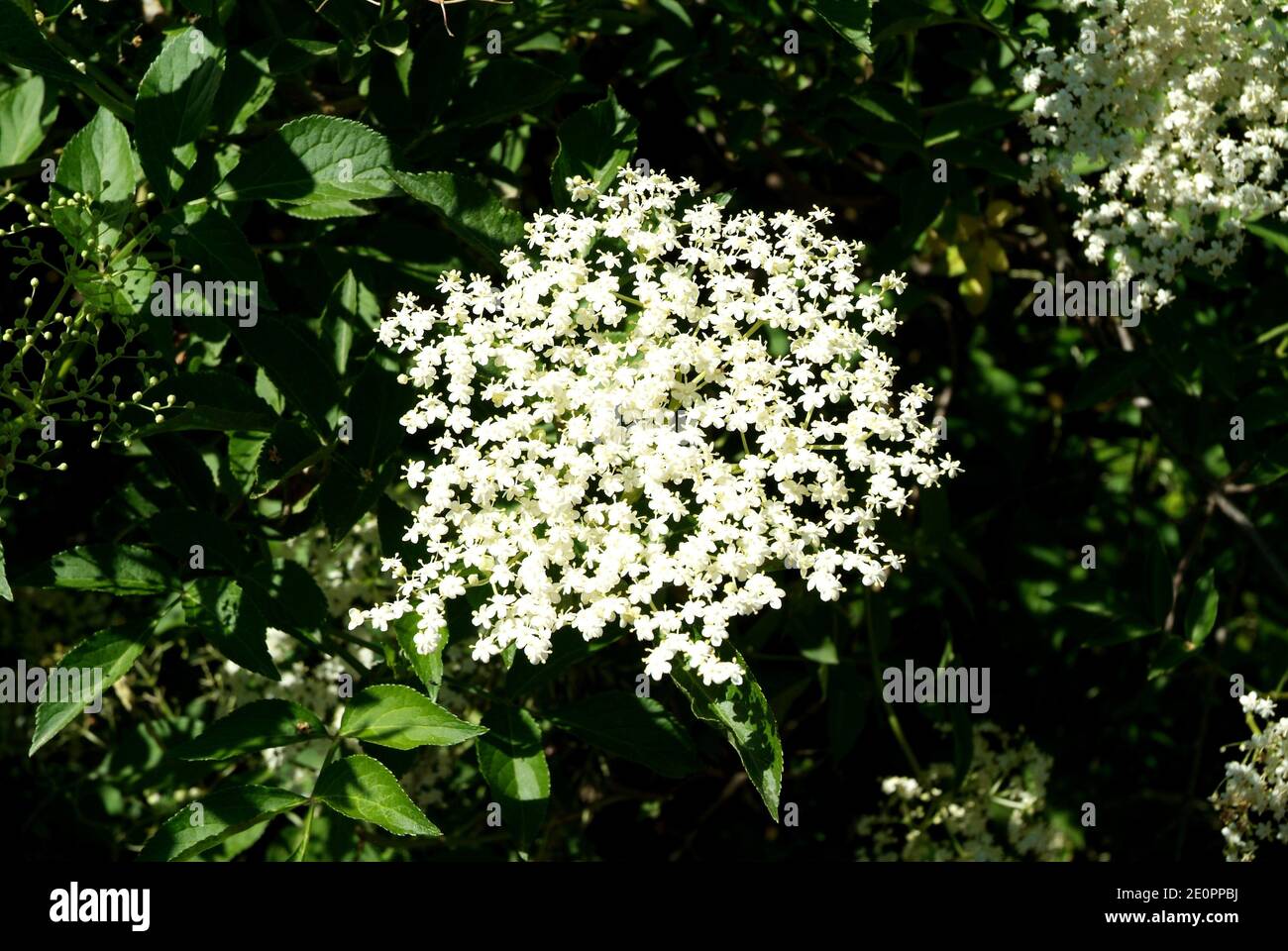 Europäische Holunder, Schwarzholder oder Holunder (Sambucus nigra) ist