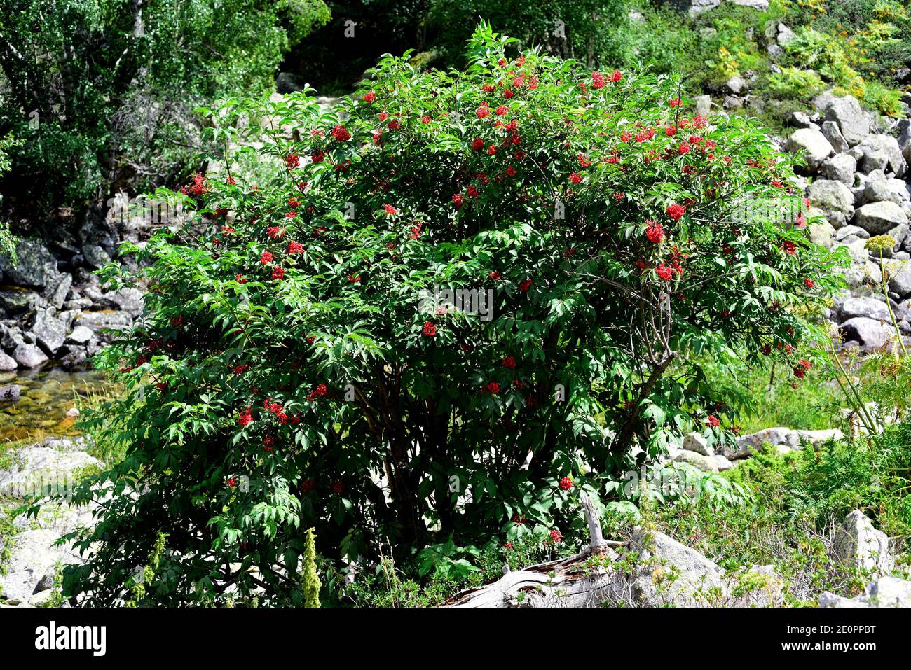 Rote Holunderbeere (Sambucus racemosa) ist ein großer Strauch oder kleiner Baum, der in Europa, Nordamerika und Nordasien beheimatet ist. Dieses Foto wurde aufgenommen in Stockfoto