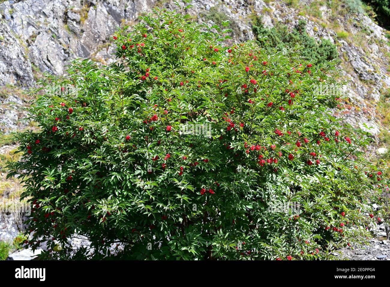 Rote Holunderbeere (Sambucus racemosa) ist ein großer Strauch oder