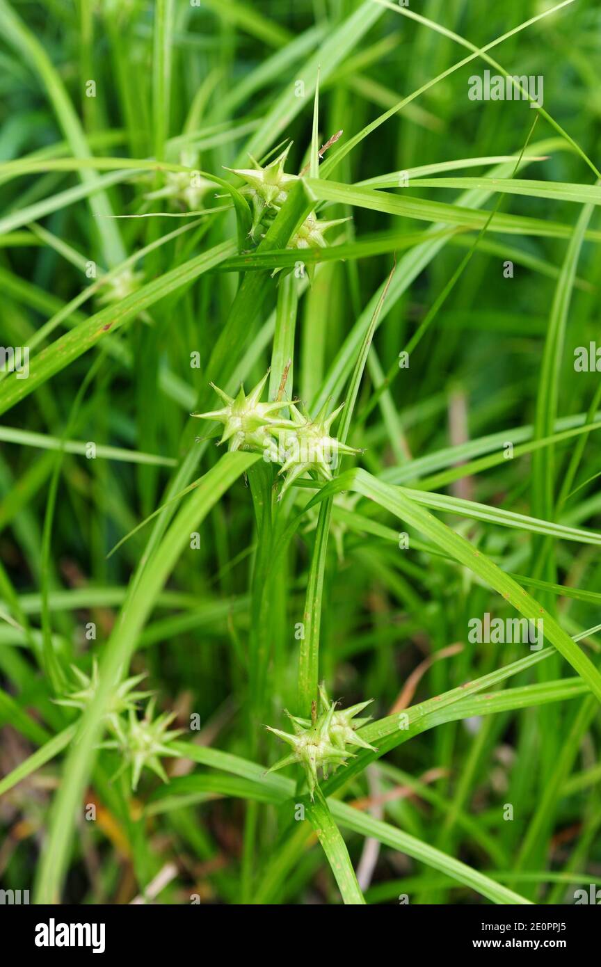 Gray Sedge (Carex greyi) ist eine mehrjährige Pflanze aus dem östlichen Nordamerika. Stockfoto