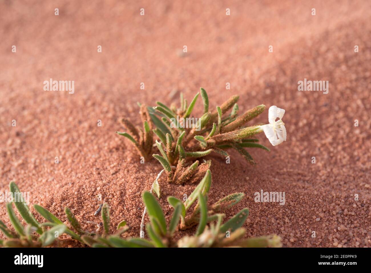 wüstencampion (Silene villosa) ist eine einjährige Pflanze, die in den desertischen Regionen Afrikas und Asiens beheimatet ist. Diese Fotos wurden in Wadi Rum Desert, Jordanien aufgenommen. Stockfoto