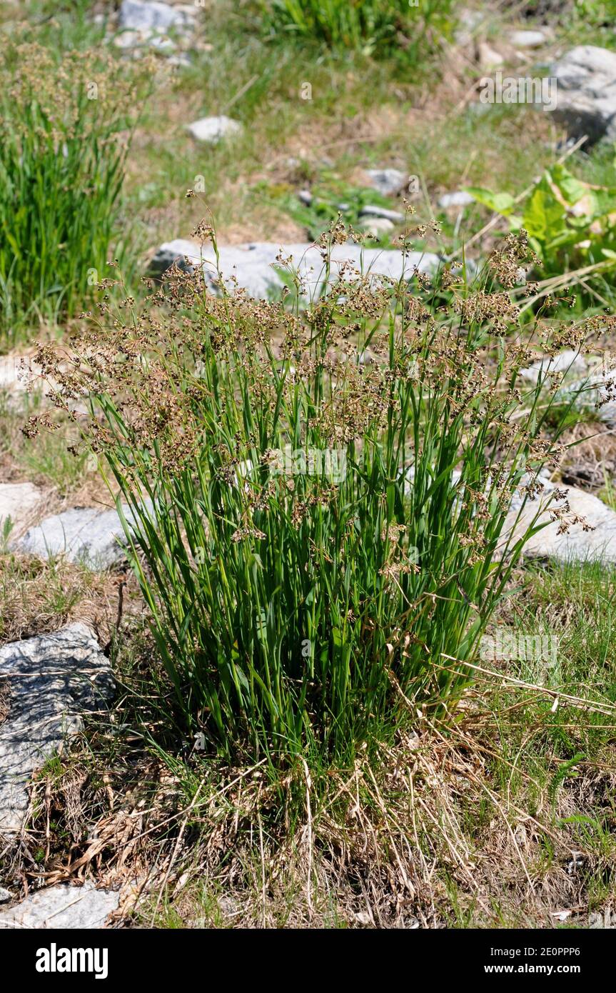 Der Waldknüppel (Scirpus sylvaticus) ist eine mehrjährige Pflanze, die in der Region Eurosiberien beheimatet ist. Dieses Foto wurde in den Pyrenäen aufgenommen. Stockfoto