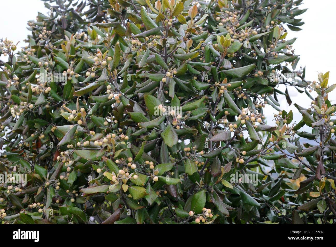 Assegai oder Cape Lancewood (Curtisia dentata) ist ein geschützter Baum aus Südafrika. Stockfoto