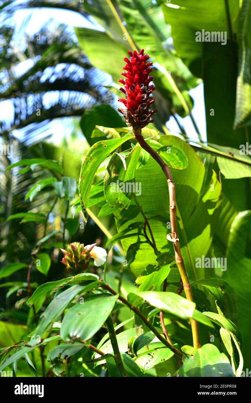Crepe Ingwer (Cheilocostus speciosus) ist eine mehrjährige Pflanze aus Asien. Ist eine Urpflanze und hat medizinische Eigenschaften. Stockfoto