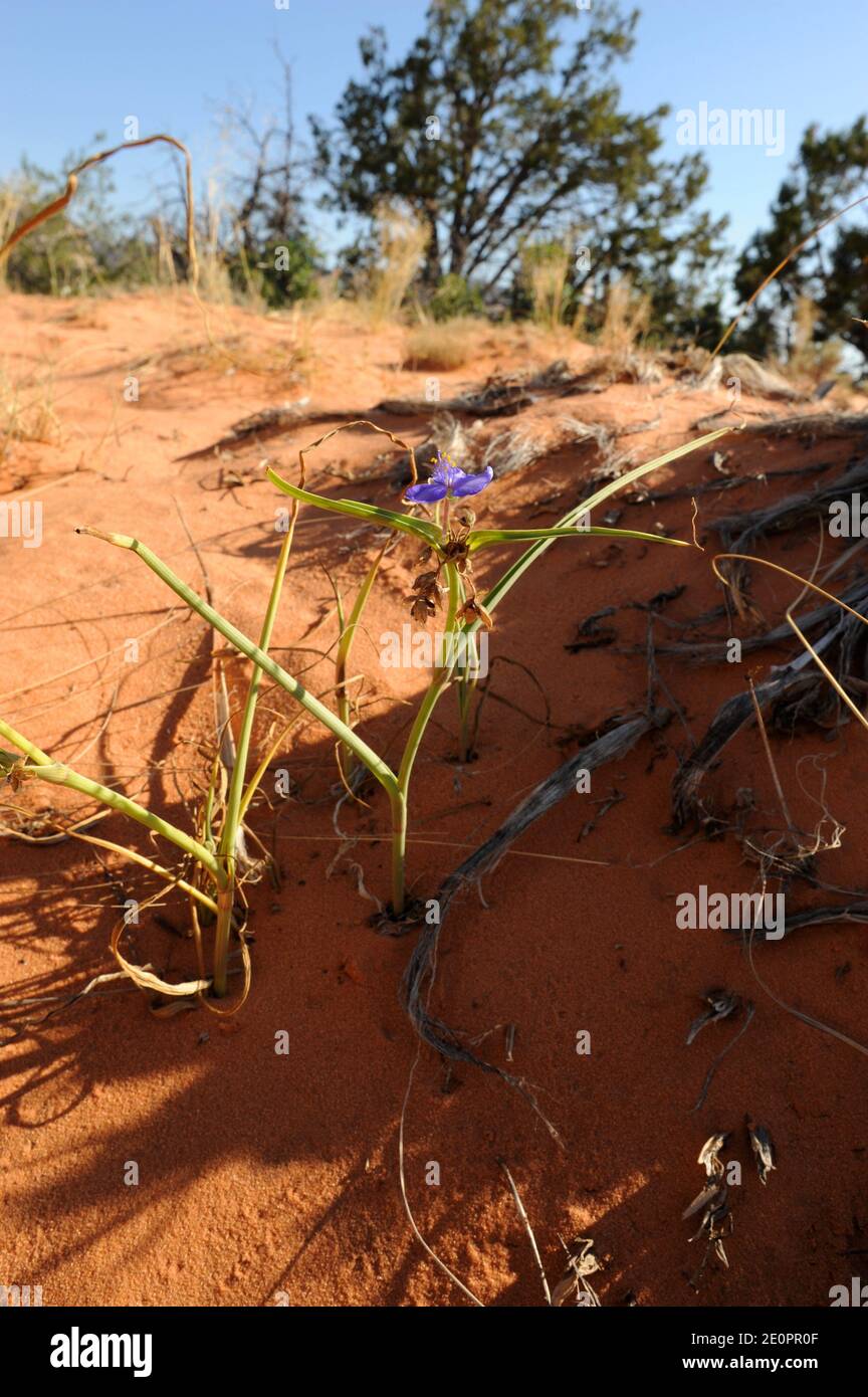 Prairie Spiderwort (Tradescantia occidentalis) ist ein mehrjähriges Kraut nativo USA Great Plains. Dieses Foto wurde in Utah aufgenommen. Stockfoto