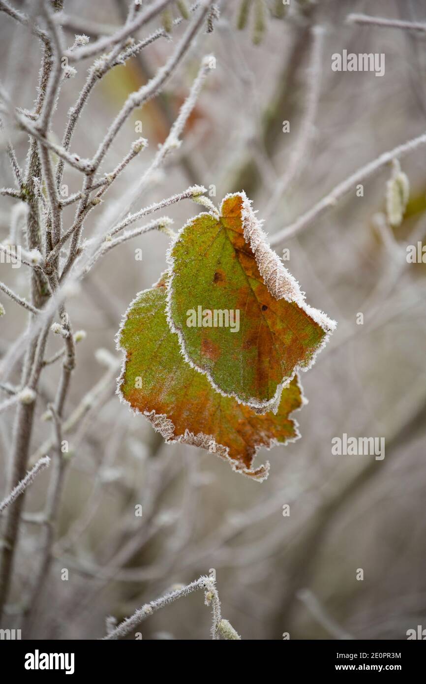 Nach einer Nacht eisiger Temperaturen am Neujahrstag 2021 werden die Blätter der sterbenden Haselnuss mit Frost bedeckt. Gillingham Dorset England GB Stockfoto
