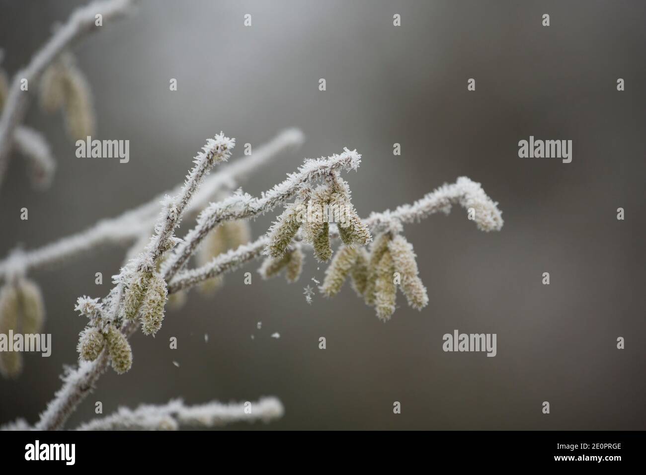 Haselkätzchen, die nach einer Nacht eisiger Temperaturen am Neujahrstag 2021 in Frost gehüllt waren. Gillingham Dorset England GB Stockfoto
