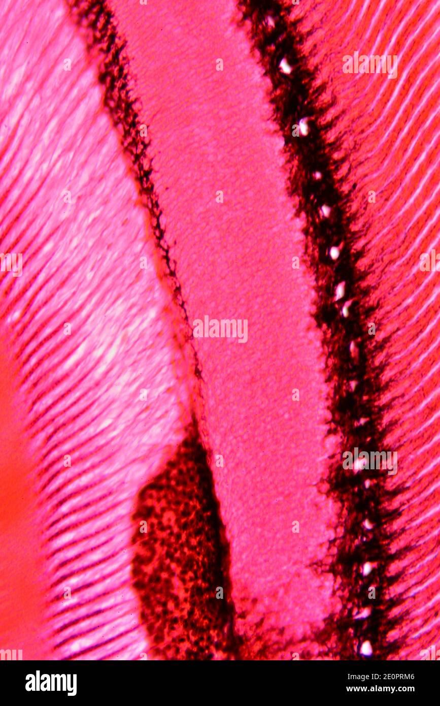 Insektenverbindung Auge zeigt von rechts nach links: Rhabdom, Retinula Zellen, secundary Pigmentzellen und Axone. Photomikrograph X150 bei 10 cm Höhe. Stockfoto