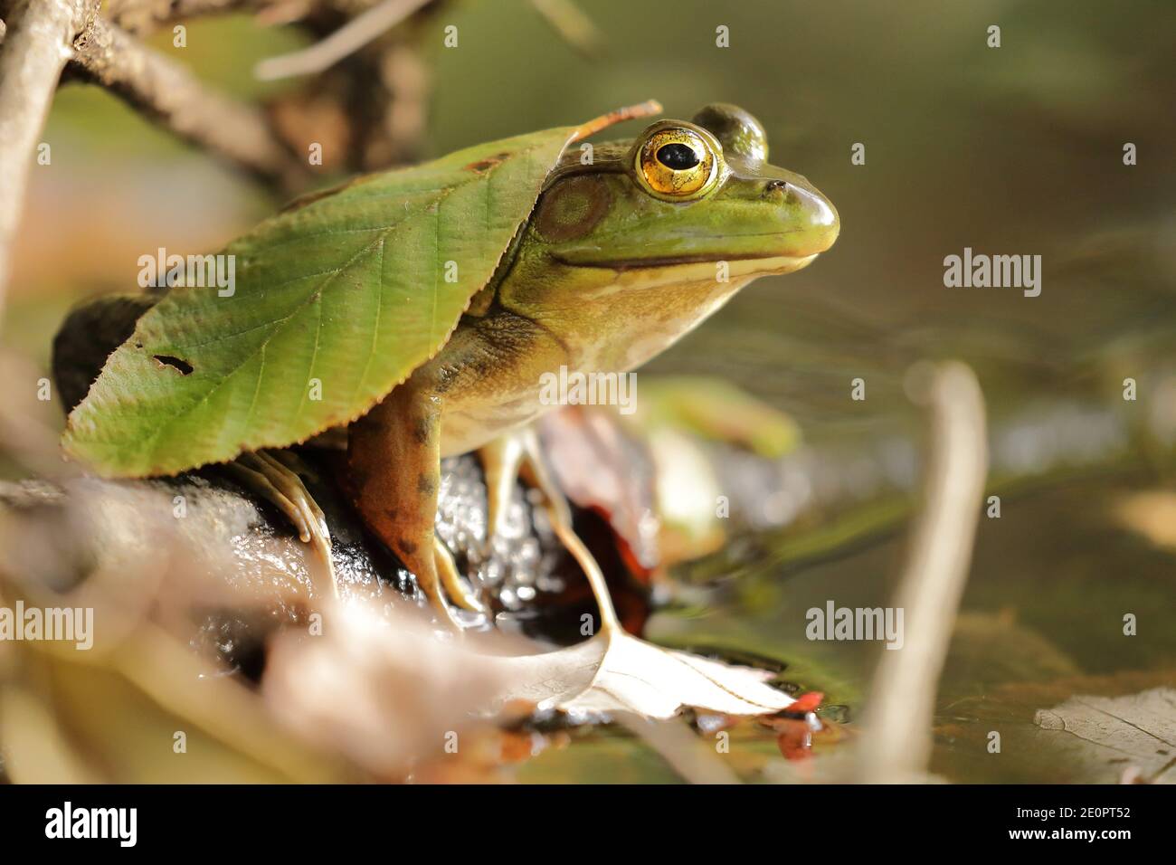 Amerikanischer Bullfrog (Lithobates catesbeianus) Bedeckt von einem Blatt im Süßwassersee von Nordamerika Stockfoto