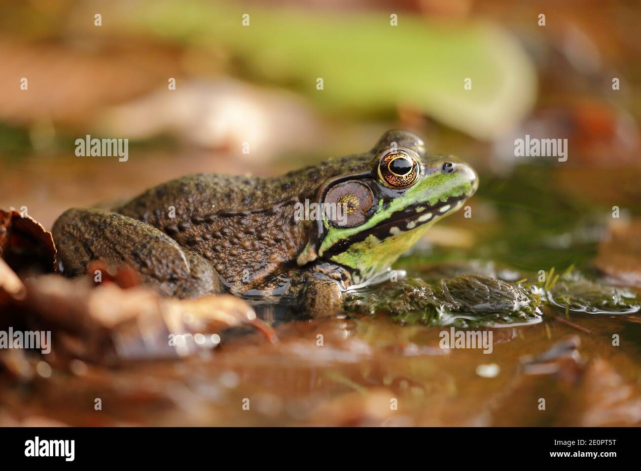 Nahaufnahme des amerikanischen Bullfrog (Lithobates catesbeianus) Im Süßwassersee von Nordamerika Stockfoto