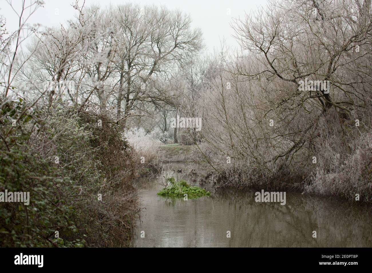 Frostbewachsene Vegetation am Ufer der Dorset Stour nach einer Nacht eisiger Temperaturen am Neujahrstag 2021. Gillingham Dorset Engl Stockfoto