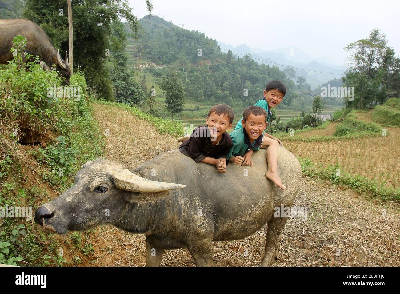 Kinder spielen mit Büffeln im Dorf Lao Chai in der Nähe von Sapa, Vietnam, Asien. Stockfoto