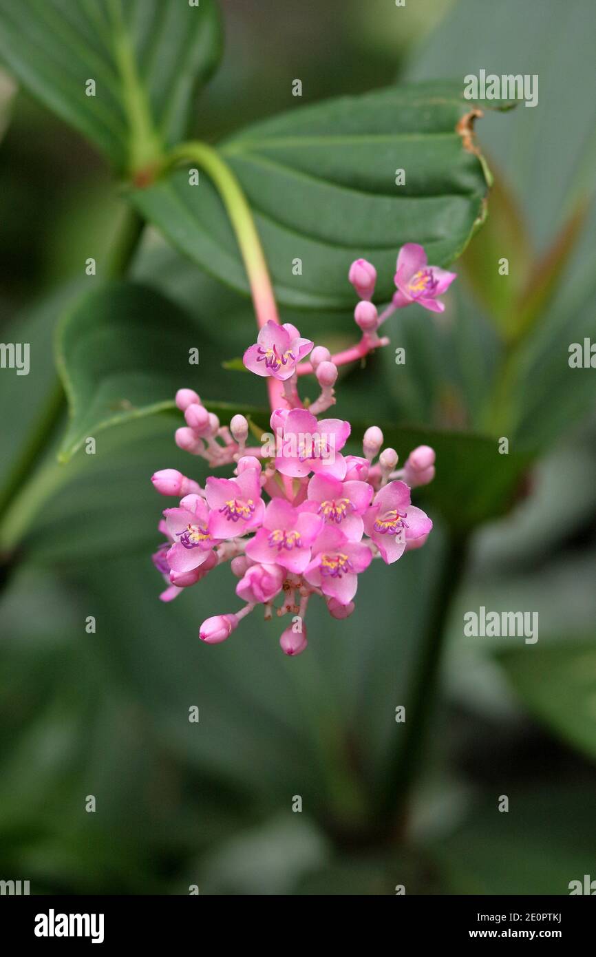 Showy medinilla Fotos und Bildmaterial in hoher Auflösung Alamy