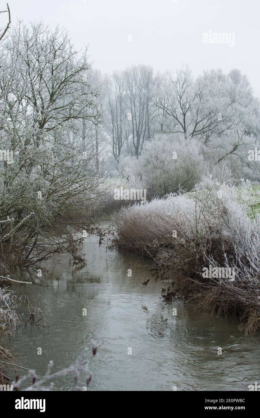 Frostbewachsene Vegetation am Ufer der Dorset Stour nach einer Nacht eisiger Temperaturen am Neujahrstag 2021. Gillingham Dorset Engl Stockfoto