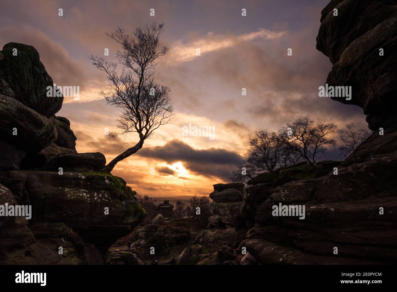 Birke Tree in Brimham Rocks, North Yorkshire Stockfoto