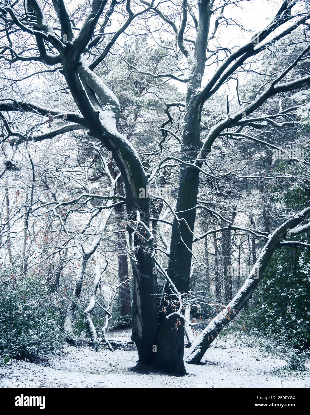 Schneebedeckte Buche, Harrogate Kiefernwälder Stockfoto