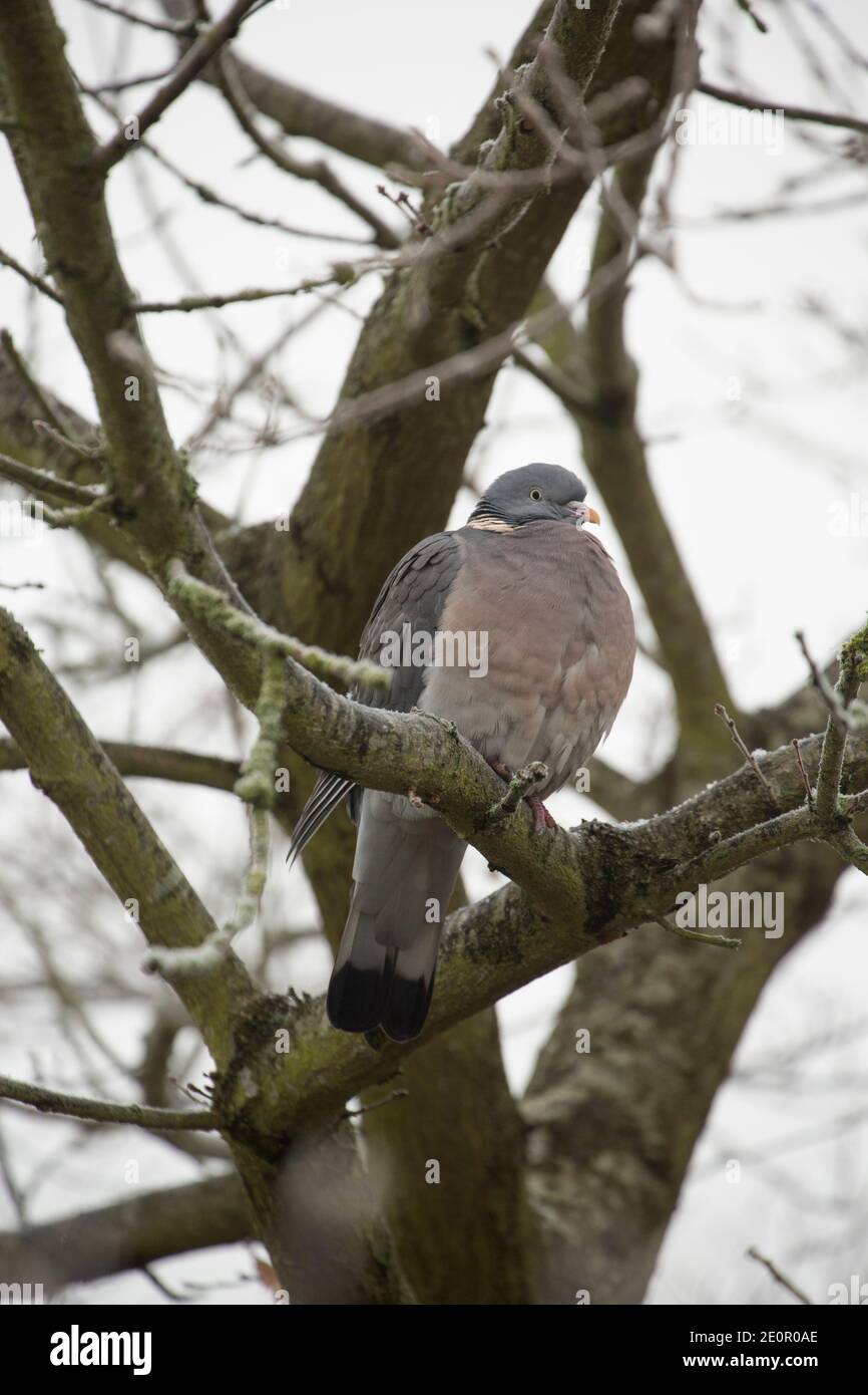 Eine Taube, Columba palumbus, thront in einem Baum nach einer Nacht eisiger Temperaturen am Neujahrstag 2021. Gillingham Dorset England GB Stockfoto