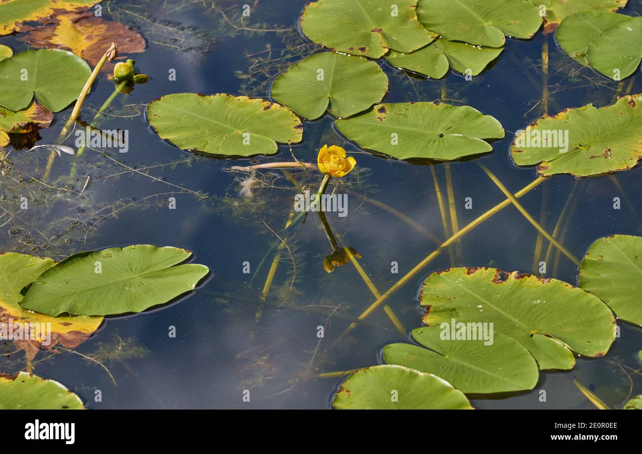 Gelbe wasserlilly auf dem Teich Stockfoto