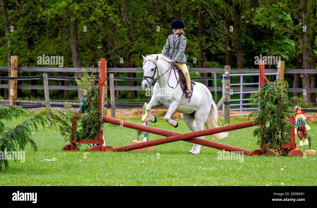 Inchcoonans Equestrian ist Perthshires Premier Competition Yard & Livery Facility. Inchcoonans liegt zwischen dem Royal Burgh von Perth, am Rande des kleinen historischen Dorfes Errol. Am 21. Mai 2017, einem nassen und regnerischen Tag, werden verschiedene Klassen von Preispferden aus der Umgebung von Tayside und Perth & Kinross herumgeführt und nehmen dann an den Reitwettbewerben in Schottland, Großbritannien, Teil Stockfoto