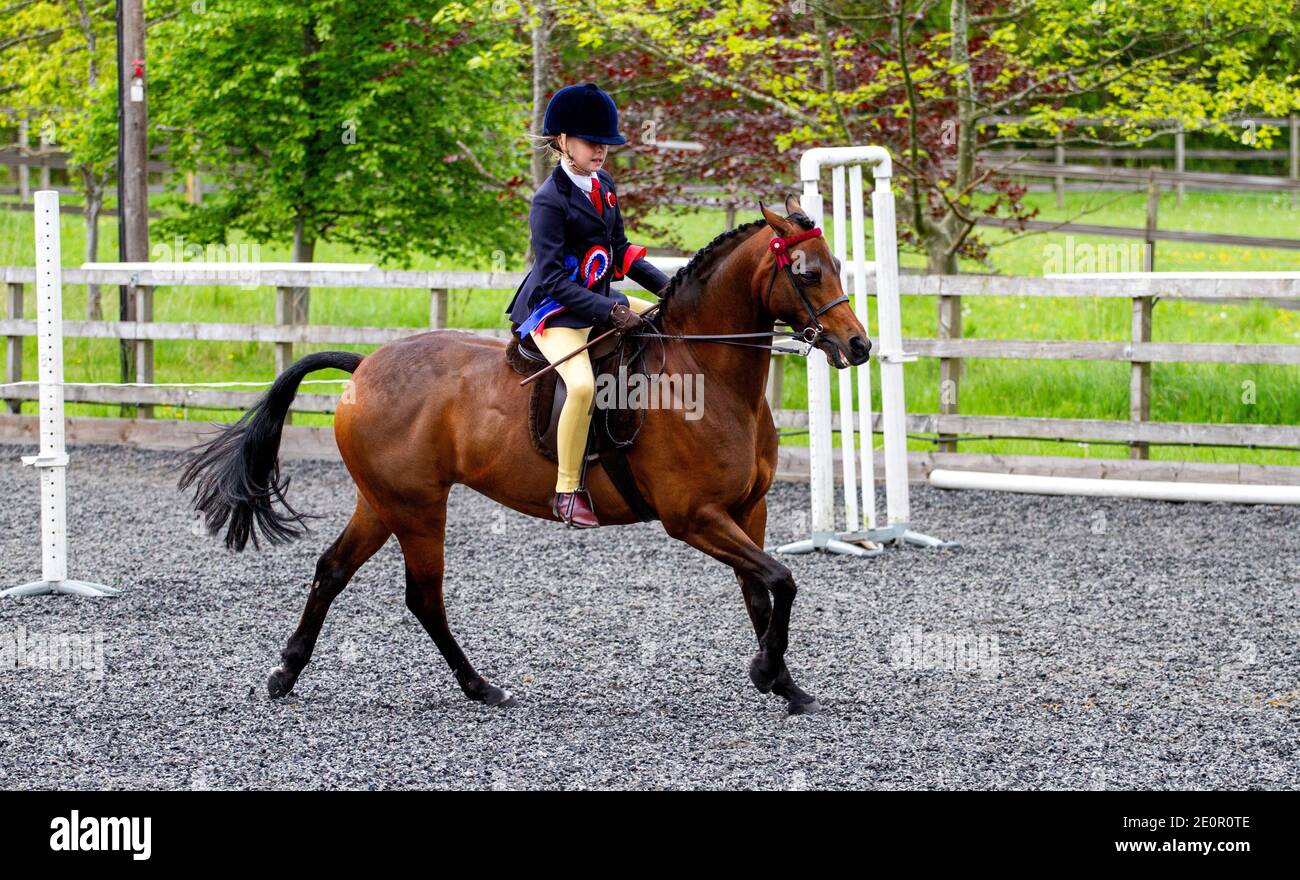 Inchcoonans Equestrian ist Perthshires Premier Competition Yard & Livery Facility. Inchcoonans liegt zwischen dem Royal Burgh von Perth, am Rande des kleinen historischen Dorfes Errol. Am 21. Mai 2017, einem nassen und regnerischen Tag, werden verschiedene Klassen von Preispferden aus der Umgebung von Tayside und Perth & Kinross herumgeführt und nehmen dann an den Reitwettbewerben in Schottland, Großbritannien, Teil Stockfoto