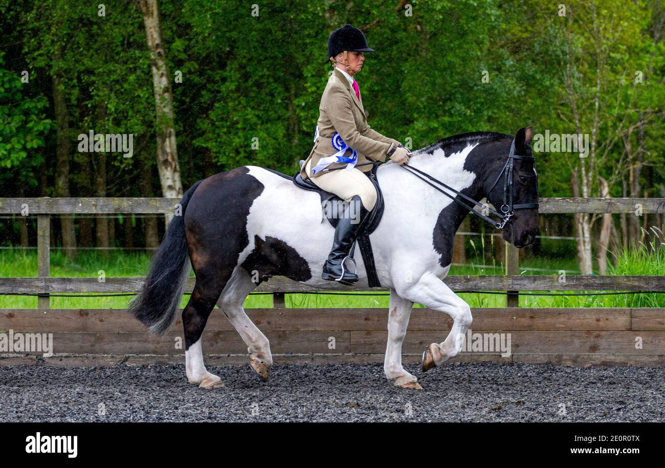 Inchcoonans Equestrian ist Perthshires Premier Competition Yard & Livery Facility. Inchcoonans liegt zwischen dem Royal Burgh von Perth, am Rande des kleinen historischen Dorfes Errol. Am 21. Mai 2017, einem nassen und regnerischen Tag, werden verschiedene Klassen von Preispferden aus der Umgebung von Tayside und Perth & Kinross herumgeführt und nehmen dann an den Reitwettbewerben in Schottland, Großbritannien, Teil Stockfoto