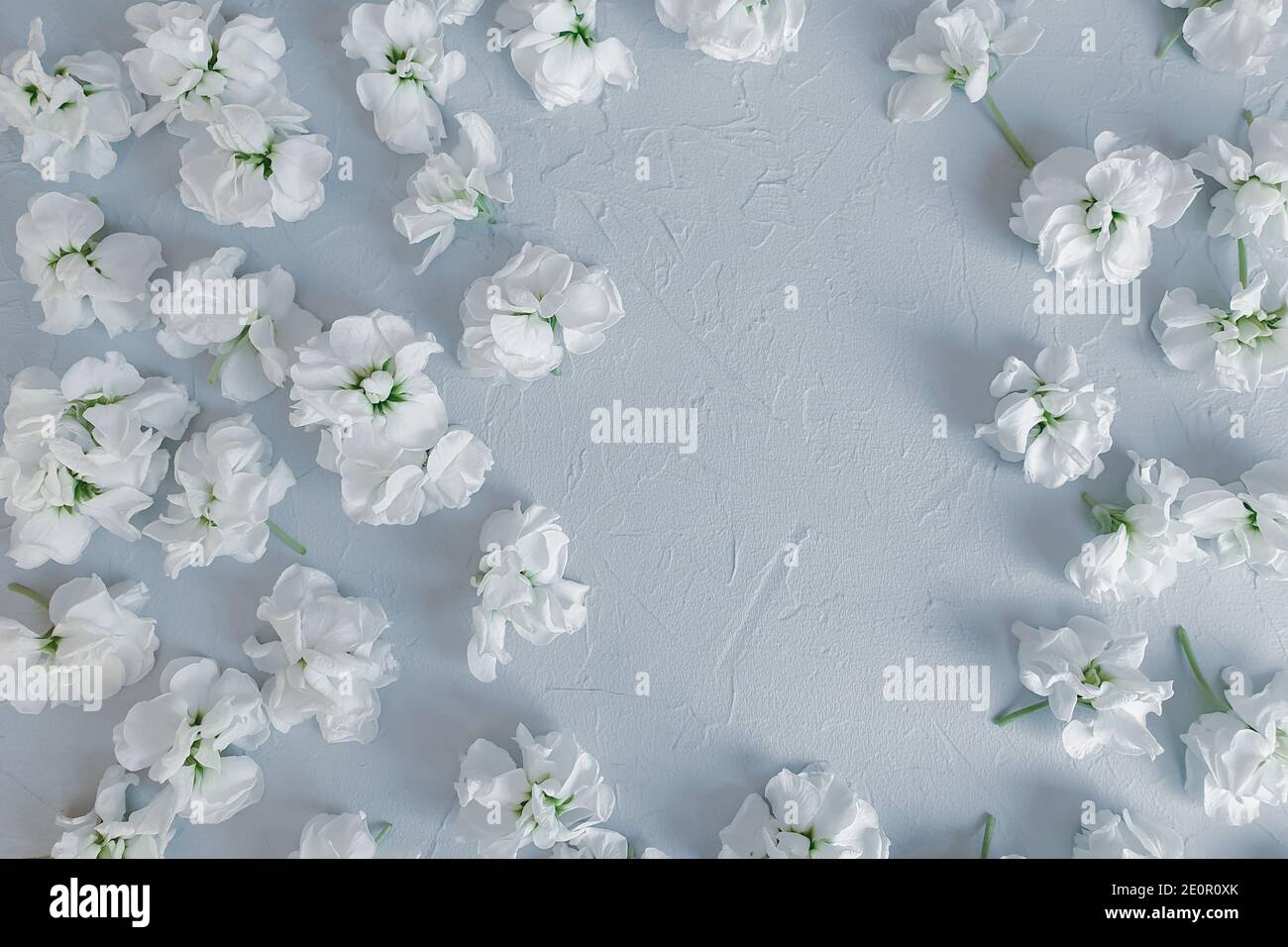 Hellgrauer Betonhintergrund mit weißen Matthiola-Blüten. Platz für Ihre Kosmetik- und Make-up-Produkte. Stockfoto