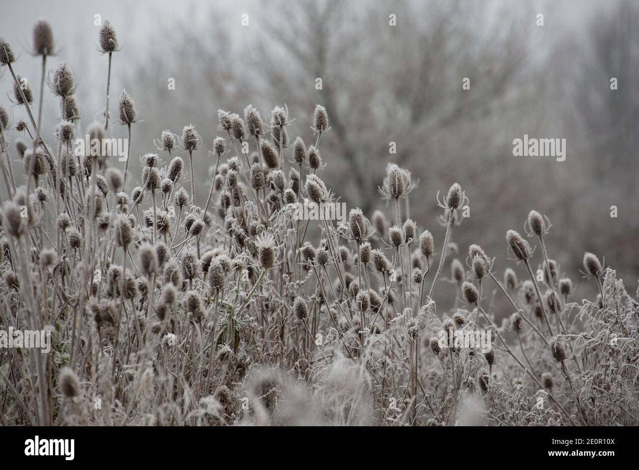 Abgestorbene Teelöffel, Dipsacus fullonum, nach einer eisigen Nacht am Neujahrstag 2021 in Frost gehüllt. Gillingham Dorset England GB Stockfoto