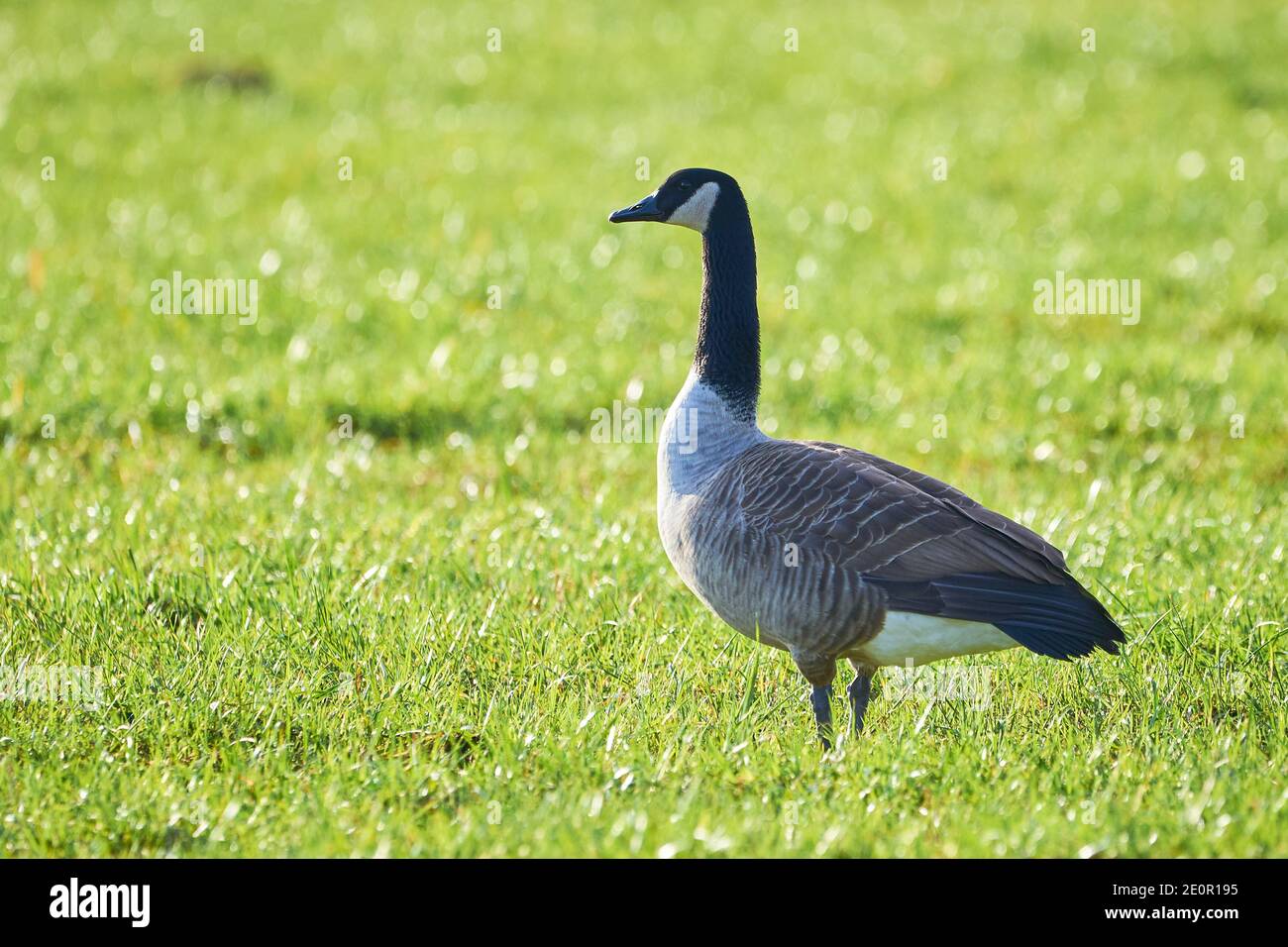 Canada Goose on Field ( Branta Canadensis ) Veitsbronn, Deutschland Stockfoto