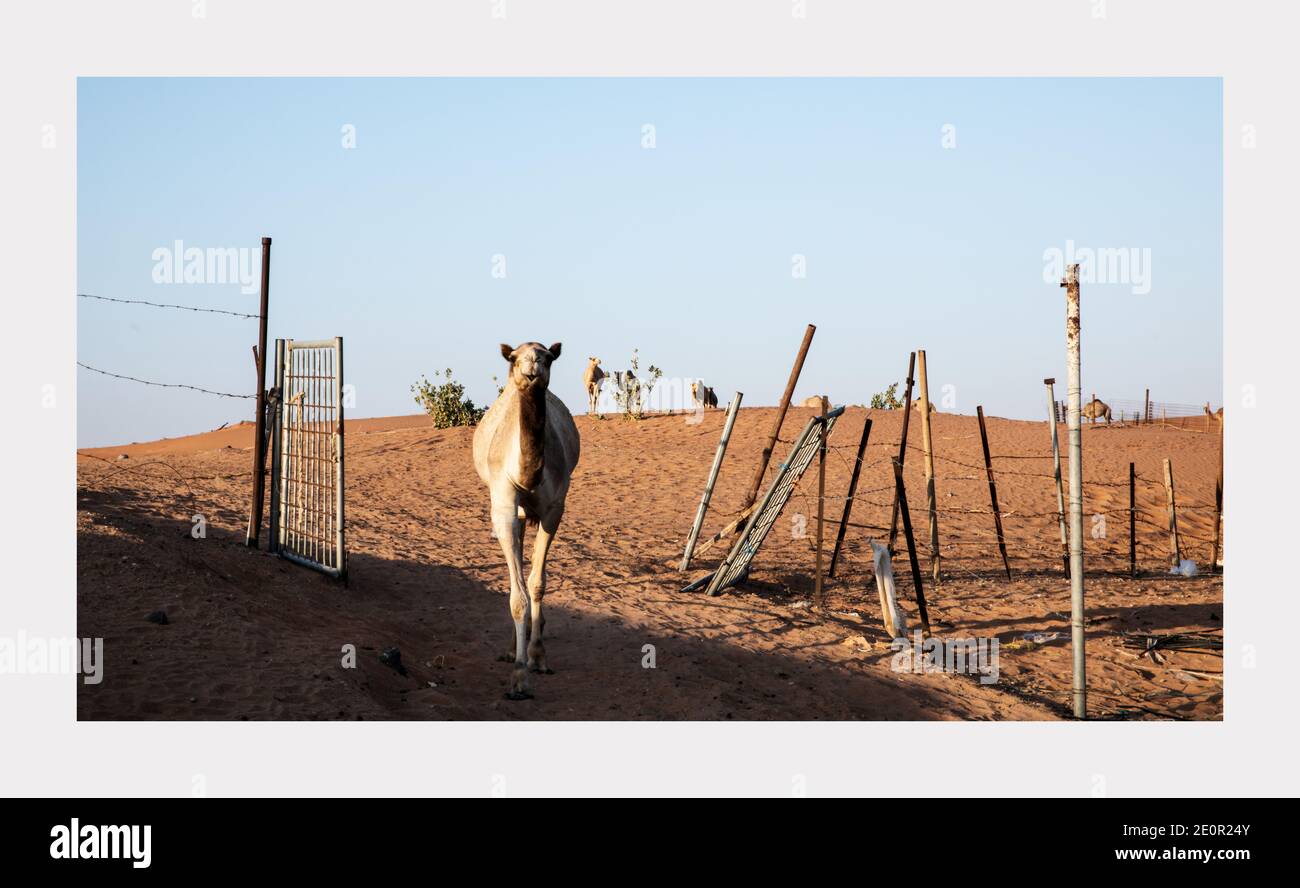 Kamele in einer Farm Stockfoto