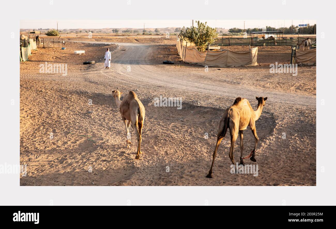 Kamele in einer Farm Stockfoto