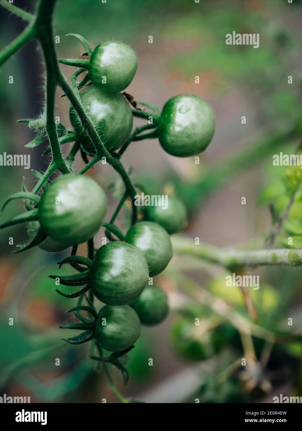 Nahaufnahme von grünen Tomaten auf der Rebe im Gewächshaus Stockfoto