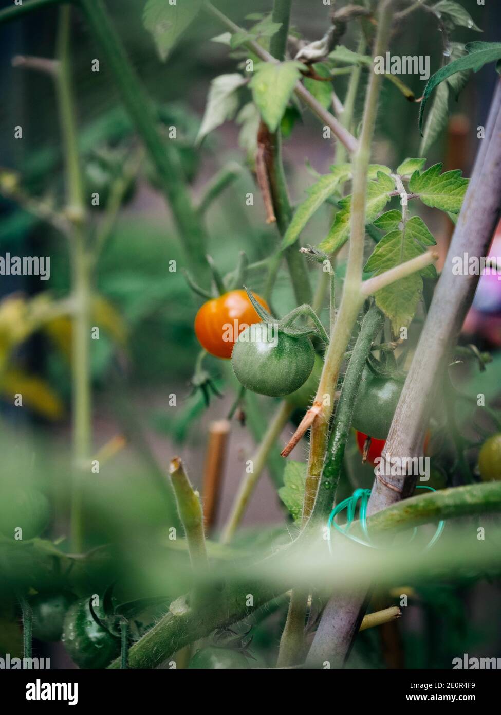 Tomatenpflanzen im Gewächshaus tragen reife und reifende Tomaten Stockfoto